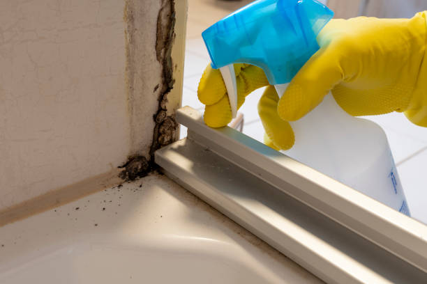 Certified Mold Removal in Baton Rouge, LA