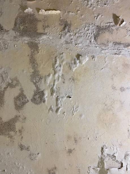 Best Mold Damage Repair  in Baton Rouge, LA