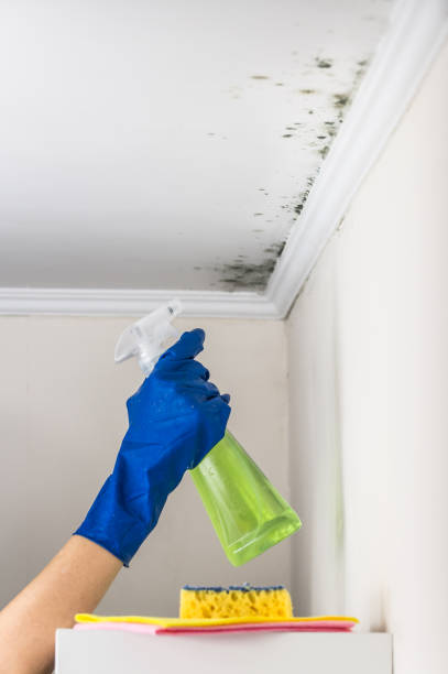 Professional Mold Removal in Baton Rouge, LA