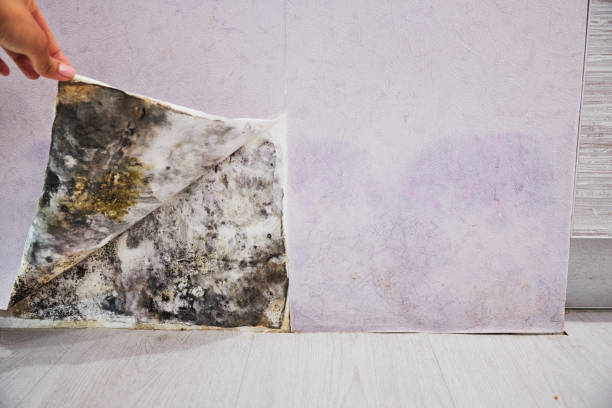 Best Attic Mold Removal  in Baton Rouge, LA